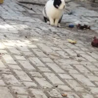 خرگوش معاوضه با کفتر