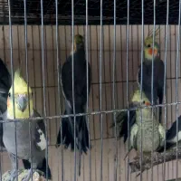 عروس هلندی|پرنده|ارومیه, |دیوار