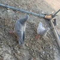 کبوتر