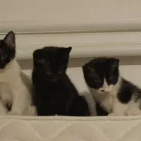 واگذاری بچه گربه