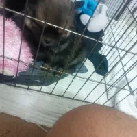 سگ پامر روباهی|سگ|یزد, |دیوار