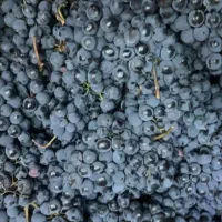 انگور دیم سردشت نمونه استثنائی|خوردنی و آشامیدنی|مشهد, رسالت|دیوار