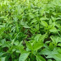 نهال اصالت دار مرکز کاشت وپخش انواع نهال