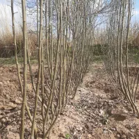 ۶۶نهال به اصفهان