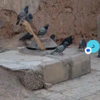 کبوتر