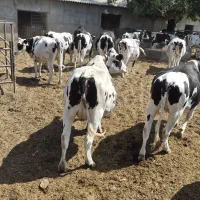 تلیسه ابستن