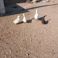 بوقلمون واردک