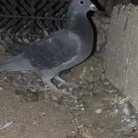 سبز|پرنده|کازرون, |دیوار