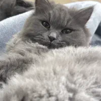 بچه گربه اسکاتیش/ بریتیش