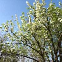 ویلا باغ در دیزج علیا