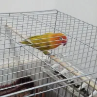 یک جفت طوطی برزیلی مولد|پرنده|الیگودرز, |دیوار