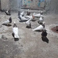 کبوتر|پرنده|بروجرد, |دیوار