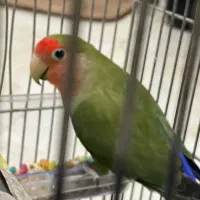 طوطی برزیلی جفت مولد|پرنده|تهران, علم و صنعت|دیوار