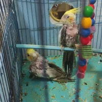 عروس هلندی همراه با تخم و جوجه|پرنده|بندر ماهشهر, |دیوار