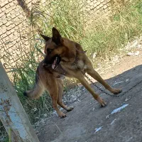 واگذاری سگ ژرمن