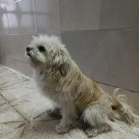 فروش سگ پا کوتاه|سگ|لنجان, |دیوار