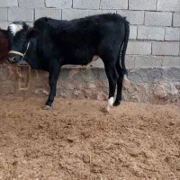 گوساله نر دو رگ|حیوانات مزرعه|کوهدشت, |دیوار