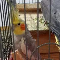 (با قفس)جفت نر و ماده(نرسخنگو)طوطی برزیلی