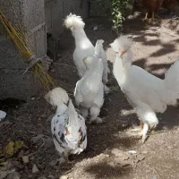 مرغ سطان