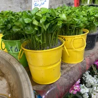 سبزه نارنج با گلدان طلایی|گل و گیاه طبیعی|شیراز, فخرآباد (دروازه کازرون)|دیوار