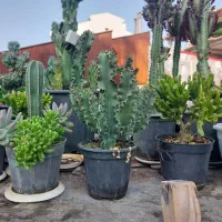 برگ انجیری برگ درشت|گل و گیاه طبیعی|رشت, تازه آباد|دیوار