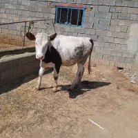 فروش گوساله بهترین جنس