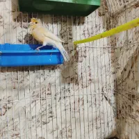 قناری ماده|پرنده|تربت‌حیدریه, بالا ولایت|دیوار