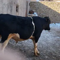 گوساله نر دو رگ مناسب قصابی و پرور کردن