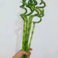 فروش بامبو‌جوانه|گل و گیاه طبیعی|خورموج, |دیوار