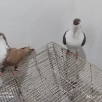 کفتر رنگی غریب|پرنده|نگین شهر, |دیوار