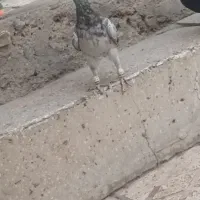 هفرنگ خرمایی|پرنده|اقبالیه, |دیوار