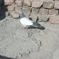 کفتر|پرنده|ایرانشهر, |دیوار