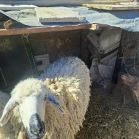 گوسفنده ماده