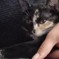 گربه ۵ ماهه