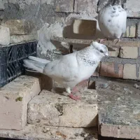 دوجفت پرشی ذات دار