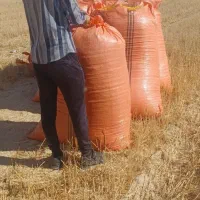 فروش کاه گندم جو درجه یک
