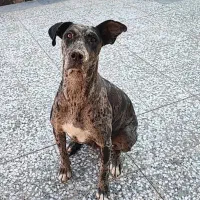 گریت دین ماده