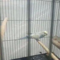 مرغ عشق ماده رنگین کمان بالغ