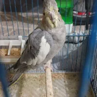 عروس هلندی