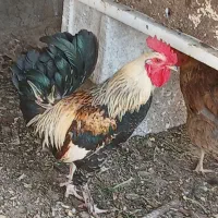 خروس محلی اصل