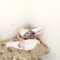 کفتر پشتدار و سرور|پرنده|پاکدشت, پاکدشت (مامازند)|دیوار