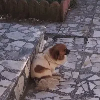 سگ پاکوتا حالت پامر بنام پاپی