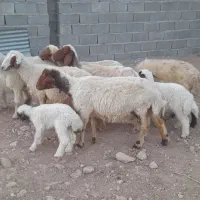 گوسفند
