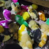 اردک جوجه رنگی در سیادک محمد رسول‌الله 11