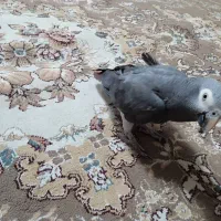 کاسکو سخنگو بدون پرکنی|پرنده|نجف‌آباد, کهریزسنگ|دیوار