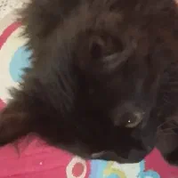 گربه پرشین|گربه|کرمان, |دیوار