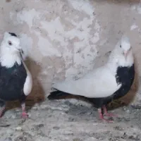 شالنگی و سیندوم سرخ|پرنده|قم, مسجد امام حسن|دیوار