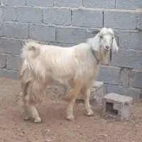 کهره نر چاق برای داشت و قصابی