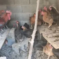 مرغ تخم گزار|حیوانات مزرعه|مبارکه, |دیوار