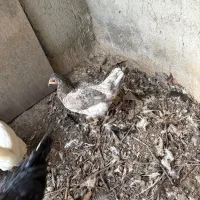 مرغ گلین|حیوانات مزرعه|کرج, شهرک نهال و بذر|دیوار